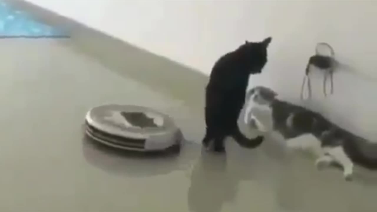 Funny cats 🤣🤣