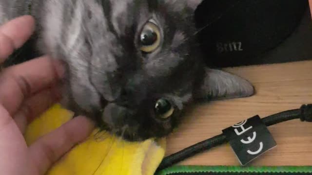 Patting the cat's "Hash" chin.
