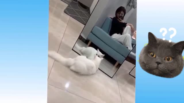 Cat lovers fun