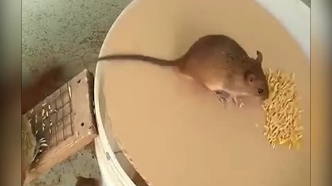 HOW TO CATCH MICE AND RATS