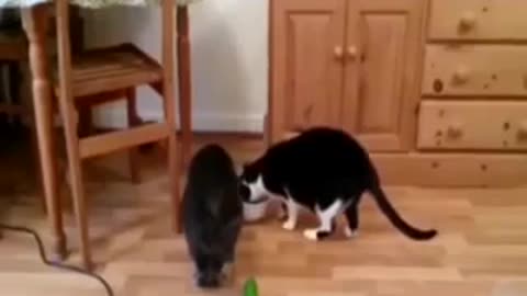 Cats Vs Cucumbers - Compliation