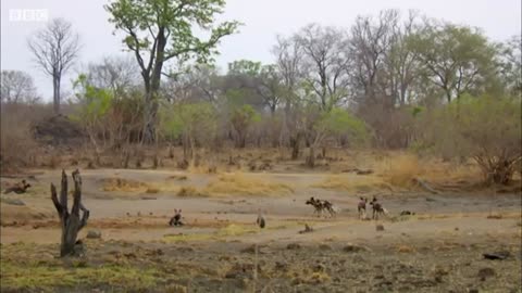 Wild Dogs vs Lioness- Who Will Win - BBC Earth_Cut.mp4