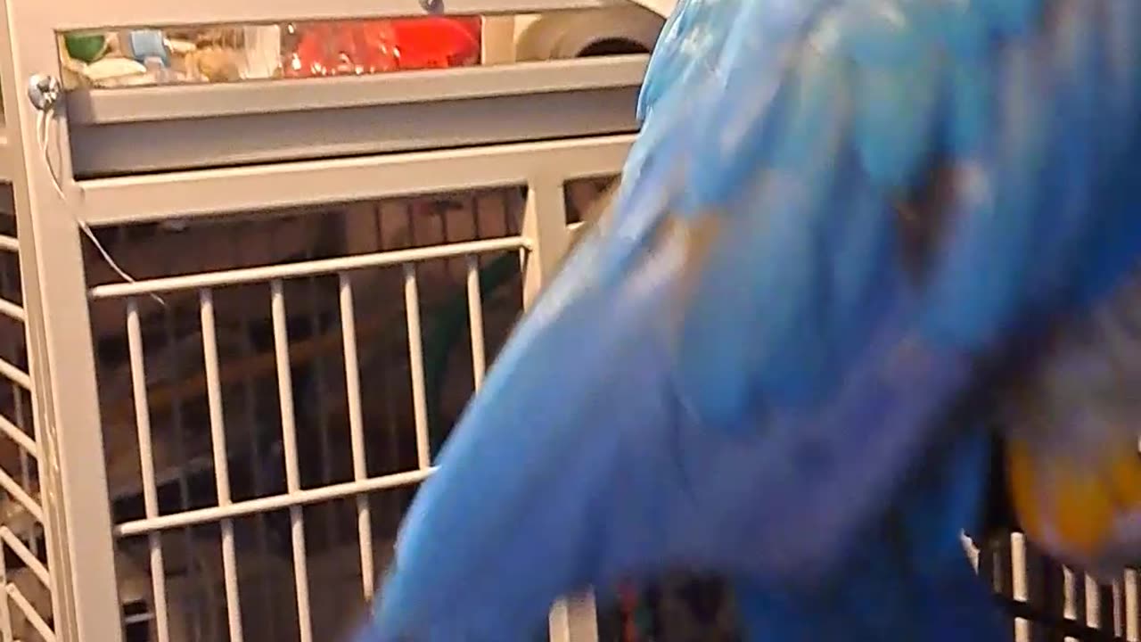 Macaw Malibu walking over the boys. :)