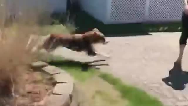 You_laugh,_You_lose_😂_Funniest_Animals_😂_Part18