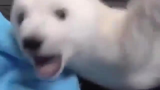 Rescued baby polar bear Video by- @blackjaguarwhitetiger