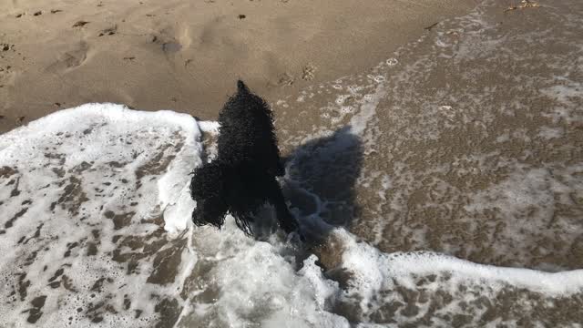 Dog beach and hot girl