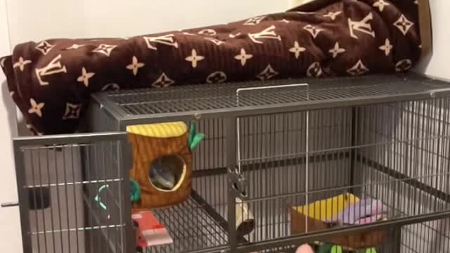 amazing squirrel
