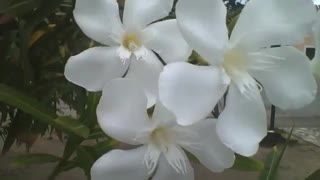 Lindas flores oleandro brancas na praça, são muito bonitas! [Nature & Animals]