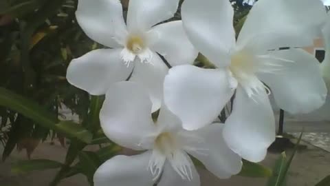 Lindas flores oleandro brancas na praça, são muito bonitas! [Nature & Animals]