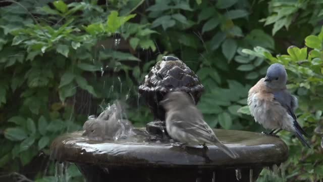 Bathing process