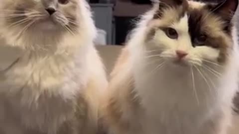 Their synchronized meows get me every time