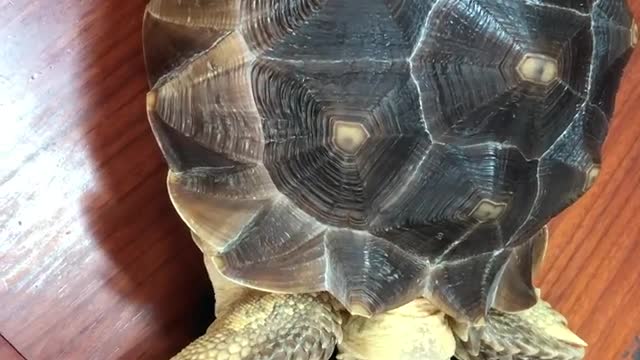 The turtle tests the rope's strength and the unexpected ending.
