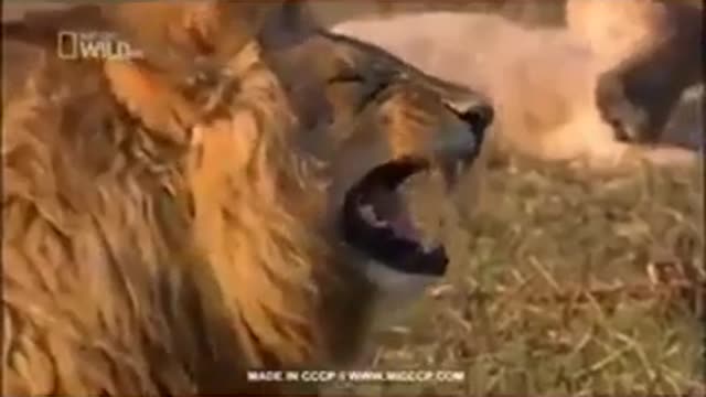 Funny Lion pt1