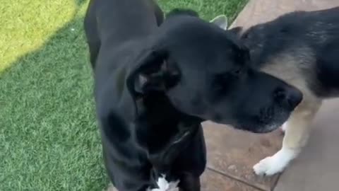 #smart dog training video# |#tricks of dog training#|#enjying dog video#