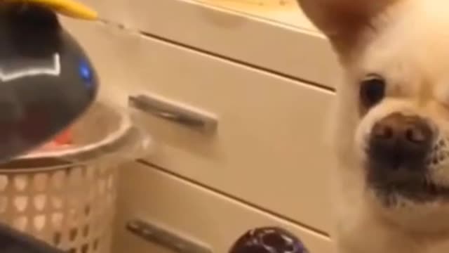 Cute and funny dog