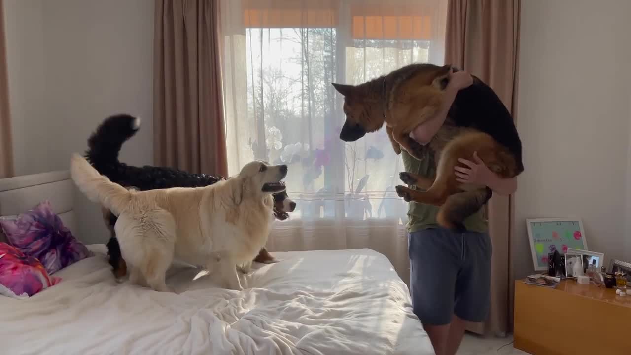 When another Dog wants attention from a German Shepherd Owner [Most Jealous Dog]