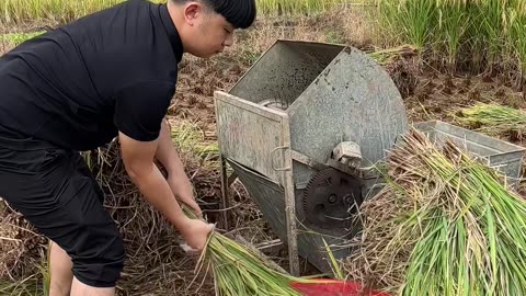 Funny Threshing of Grain Seed From Stalks