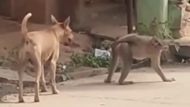 Monkey Vs dog funny moments