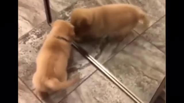 Funny Cats and Dogs Video # 3