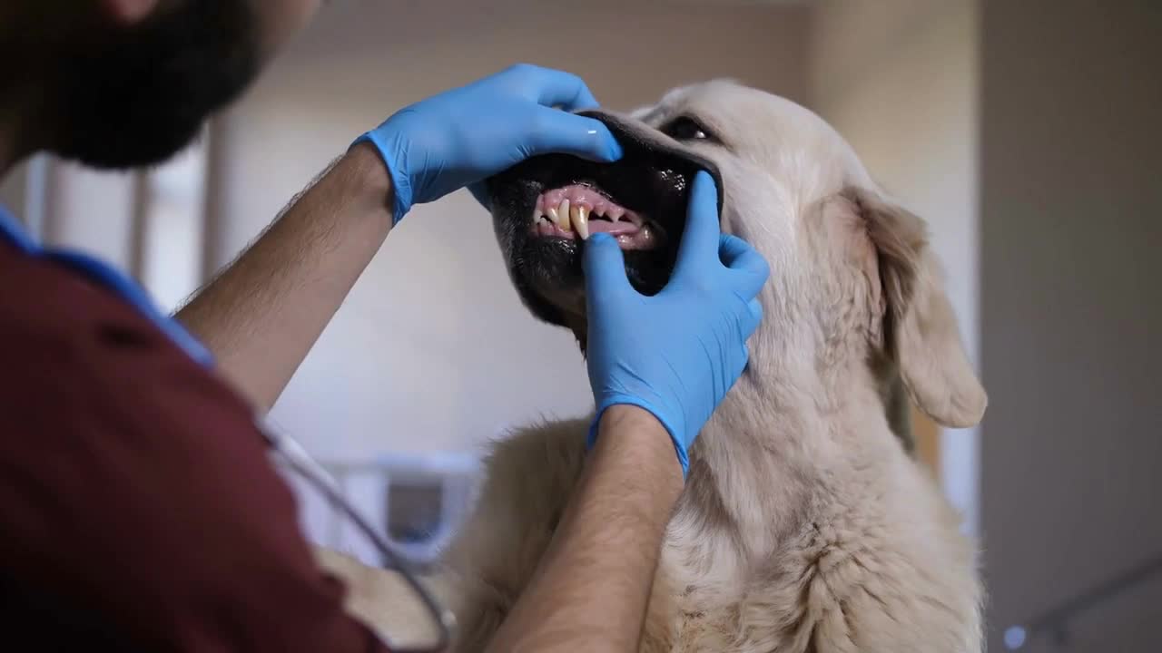 shot of vet doctor's hands in gloves checking dog's teeth at pet care clinic