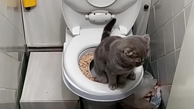 My cat uses the toilet