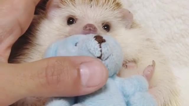 hedgehog sleep on bed holding toys