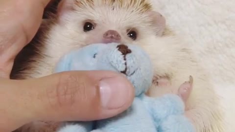 hedgehog sleep on bed holding toys