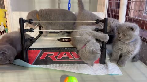 Kittens in a Wrestling Ring - 7 weeks old