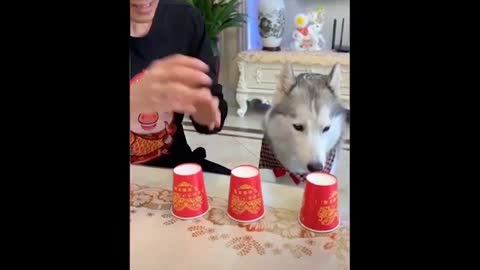The cutest pets in the world, The Best video!