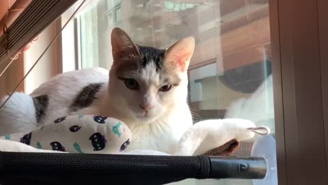 Cat by the window