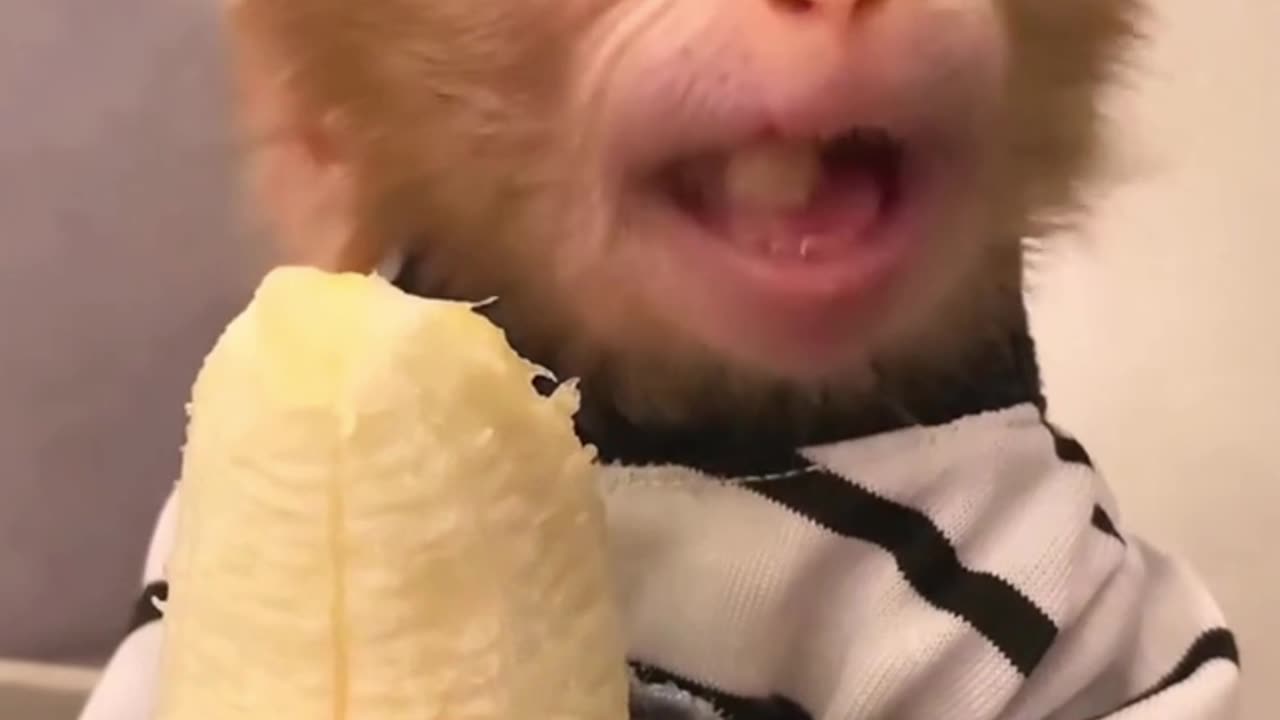 When youโre too cute to care about table manners! ๐๐