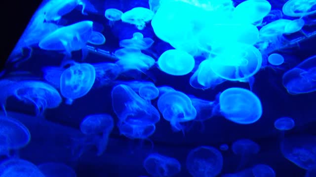 Jellyfish in the aquarium korean