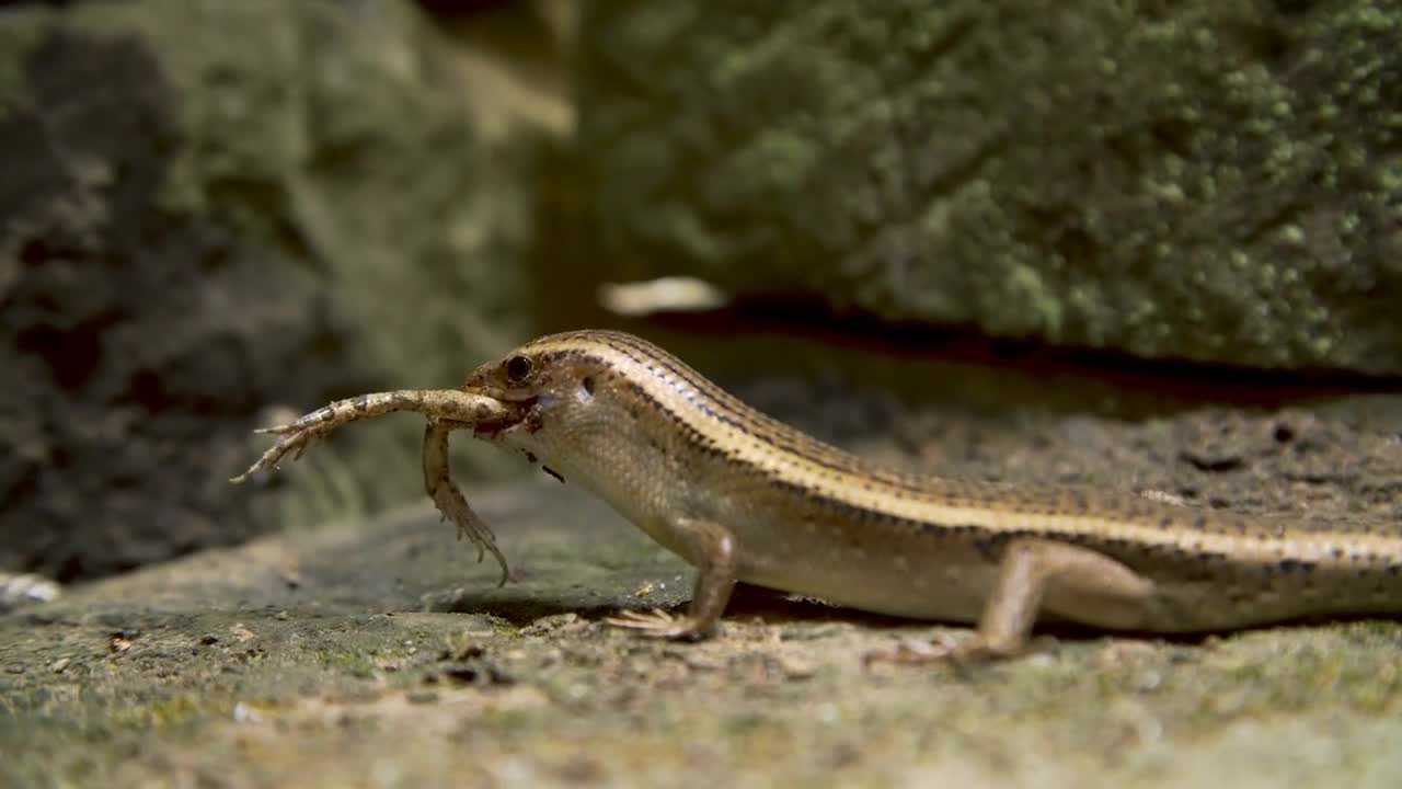 Lizard eating frog