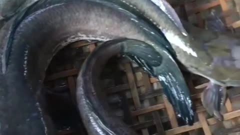 This is a beautiful and charming water-dwelling species