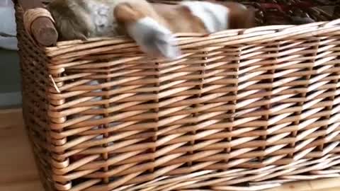 Brown corgi puppy climbs into wicker basket