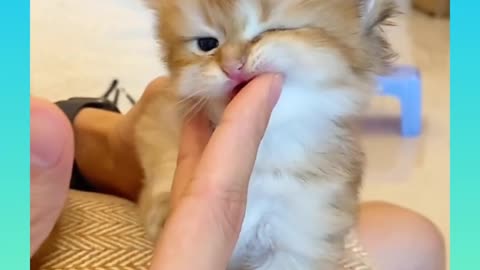 09_ Cute and Funny Cat Videos Compilation _#short