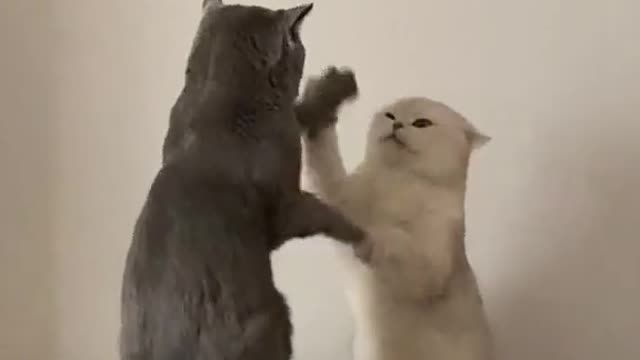 Funny cats