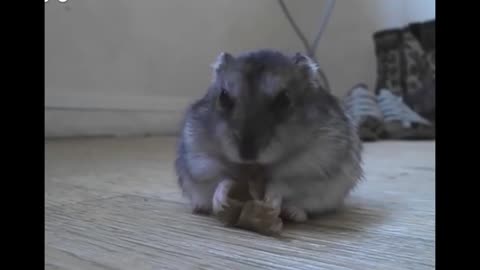 cute little hamster