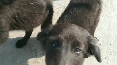 This puppies 😍 like and following this channel