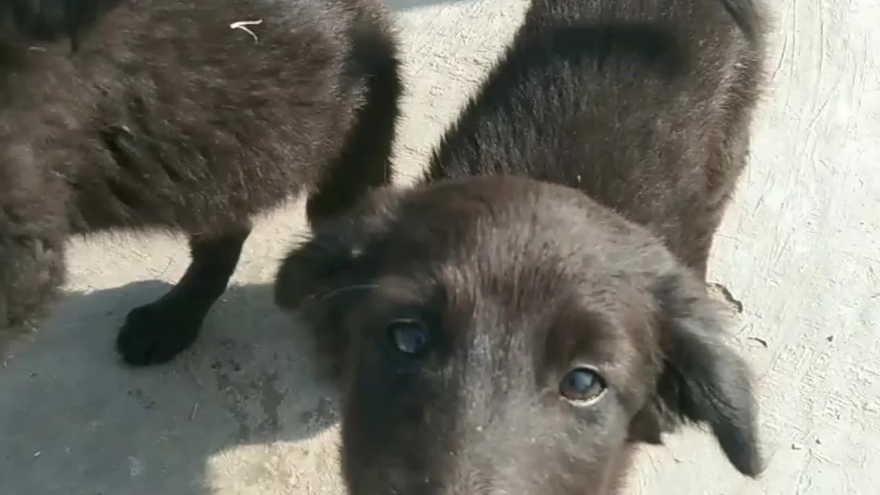This puppies 😍 like and following this channel