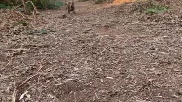 Dachshund Running to Camera 😍 Cutest Critters