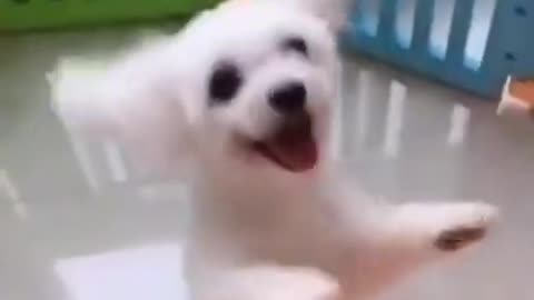 viral dog dancing in a high speed turn