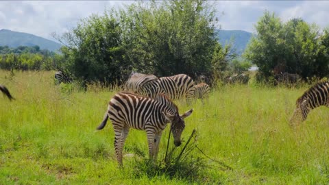 grazing zebras in the meadow