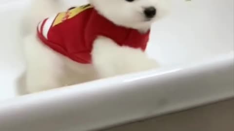 Cute and Funny Pomeranian Videos