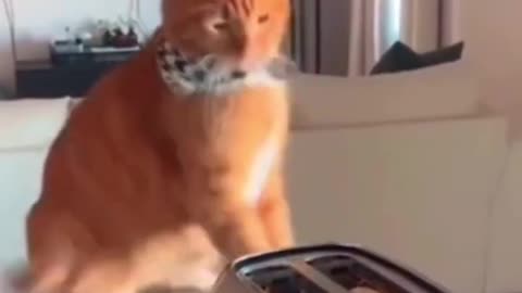 Look at the end... Funny CATS and dogs Videos