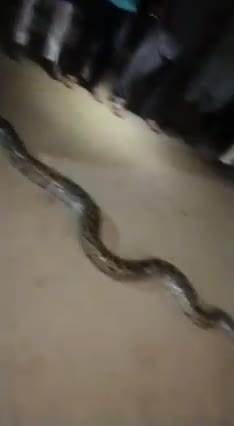 It's very big snack in vallige