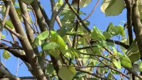 Finch Tree In Taiwan