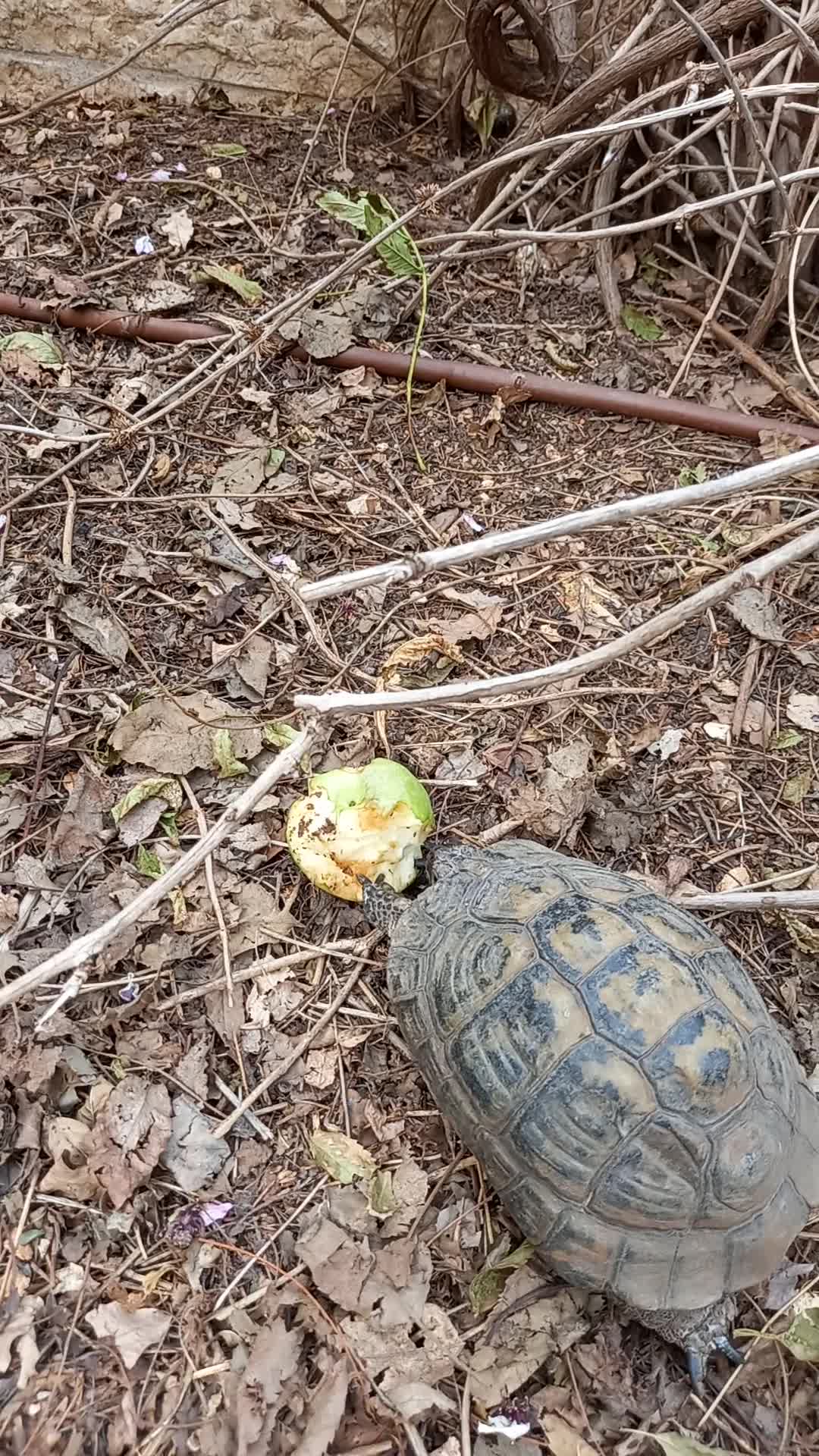 Turtle eats a pear In the yard of my house 2