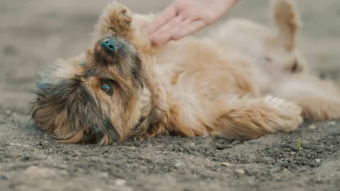 Happy girl play with little puppy. Walks in park with dog at sunset