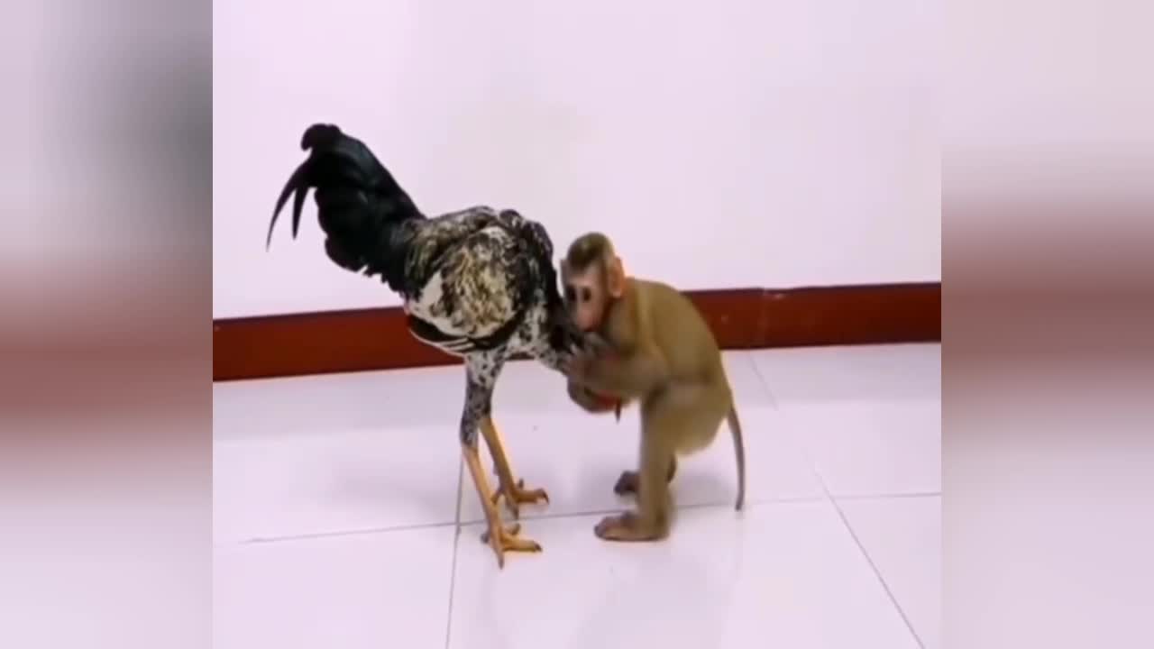 chicken vs monkey is so cute